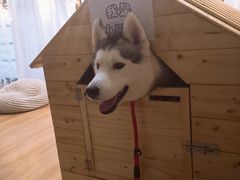 -Husky Go! 哈士奇体验馆·宠物咖啡厅狗咖