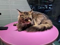 -FAELING PETS美天灵宠物(合生汇店)