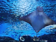 -华夏文旅海洋公园