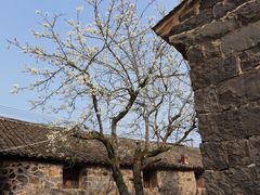 -桑洲油菜花景区