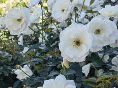 -人民公园(罗湖区)