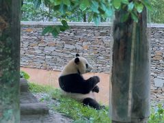 -卧龙中华大熊猫苑神树坪基地