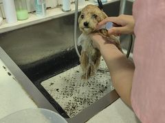 -Oh My Dog宠物沙龙(伊珊娜皮毛护理店)