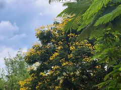 -中国科学院西双版纳热带植物园