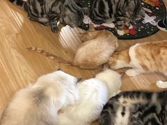 -猫和宫(六道口店)