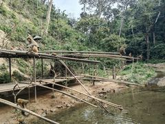 -西双版纳原始森林公园