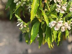 -广州神农草堂中医药博物馆