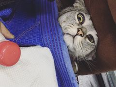 -菠萝格斗巴西柔术训练馆