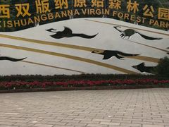-西双版纳原始森林公园