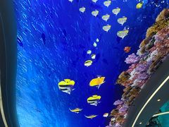 -瑞德姆美人鱼海底演艺主题餐厅(亚龙湾店)