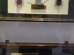 -上海昆虫博物馆