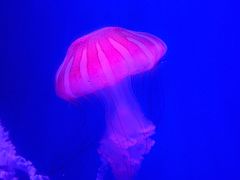 -海合安天津极地海洋公园