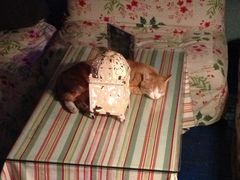 iphone_upload_pic-Sirena海妖日咖夜酒