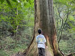 -天目山大树王景区