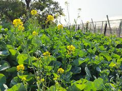 -长洲岛都市农业公园