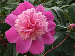 -上海鲜花港