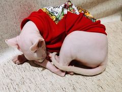 -藏猫猫咖啡主题馆(中央大道店)