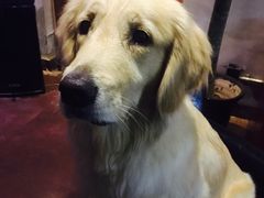 六六❤️-百好乐宠物友好餐厅(朝外大街店)