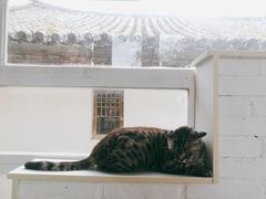 -喵屿·大理花园猫咖