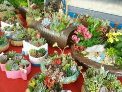 -龙大花卉苗木市场