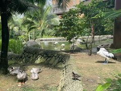 -新加坡飞禽公园