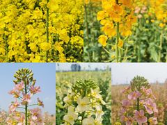 -中国天府农业博览园