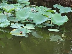 -荔香公园
