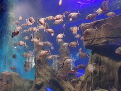 -石家庄海洋公园