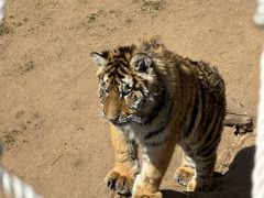 -西霞口神雕山野生动物世界