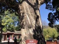 -黄帝陵