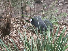 -费瑟代尔野生动物园