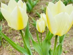 -长春公园(普阳街道)