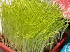 -五星桥原切肥牛火锅(怀德桥店)