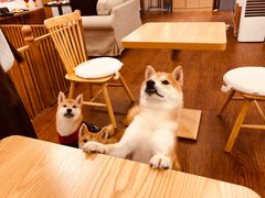 -豆柴町-柴犬主题狗咖(红鼎国际C座店)
