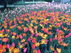 上海鲜花港-上海鲜花港