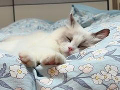 -momokira米努特·德文卷毛猫·棉花面纱犬