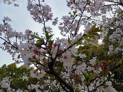-高东镇樱花园