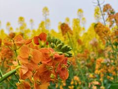 -中国天府农业博览园