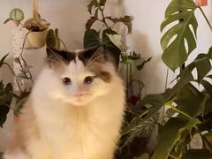 -纳吉亚猫专科动物诊疗中心(蒋宅口分院)