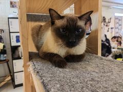 -平行世界·猫咖(首经贸店)