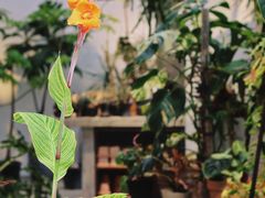 -自由生长植物工作室(深港花卉中心店)