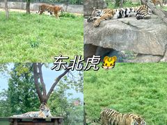 -上海野生动物园