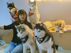 -Husky Go! 哈士奇体验馆·宠物咖啡厅狗咖