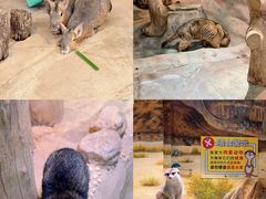 -正佳雨林生态植物园