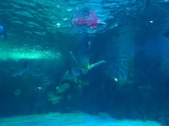 -常州海昌海洋探索馆