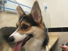 -安安宠医·安宠宠物医院