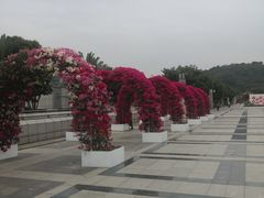 -莲花山公园