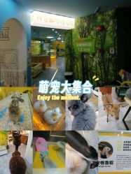 点击看大图 -神奇动物撸宠馆·羊驼·小浣熊·异宠(豫园店)