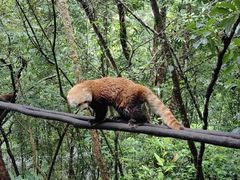 -普洱太阳河森林公园