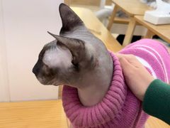 -李小姐の猫咖啡馆(五角场店)